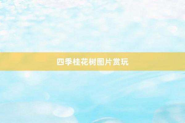 四季桂花树图片赏玩